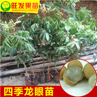 广东四季龙眼苗 