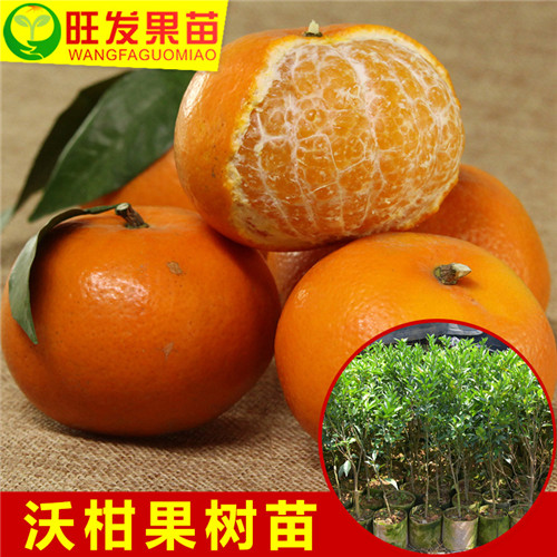惠州沃柑苗批发