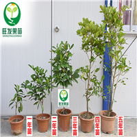 广东神秘果苗