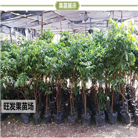 广东石硖龙眼苗