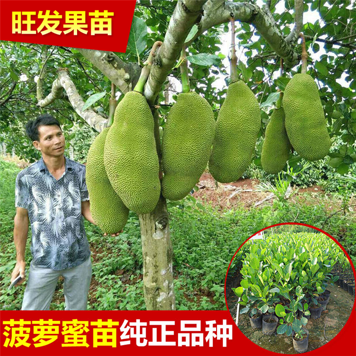 惠州菠萝蜜苗 