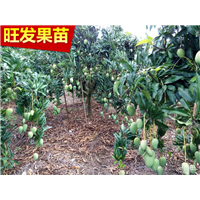 惠州台农1号芒果苗 