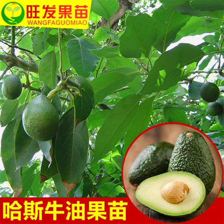 广西哈斯牛油果苗 