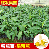 钦州粉蕉苗