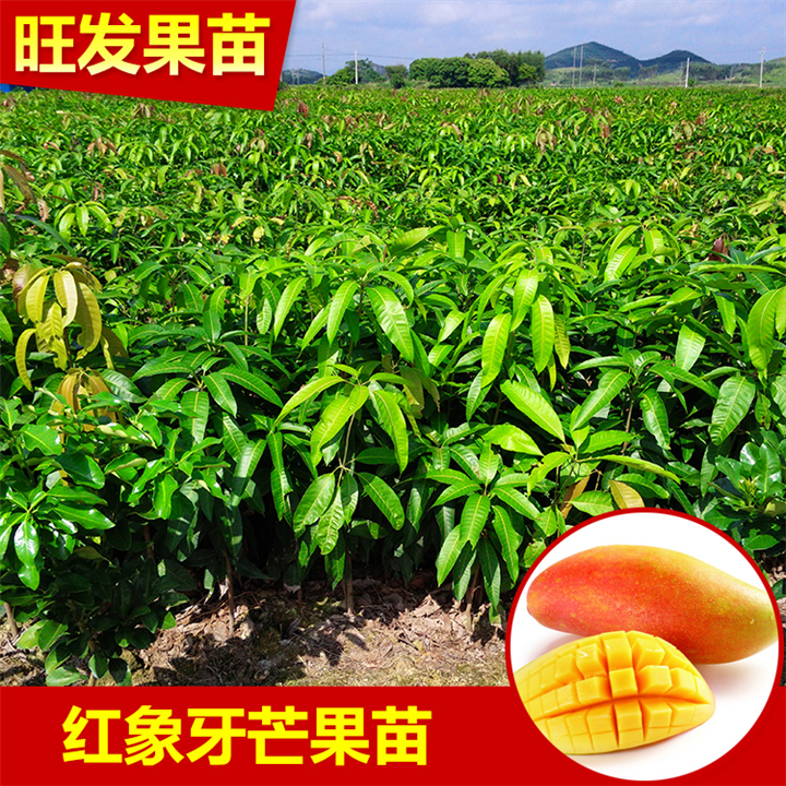 广西象牙芒果苗