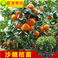 广西沙糖桔苗