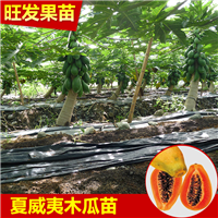 惠州夏威夷木瓜苗