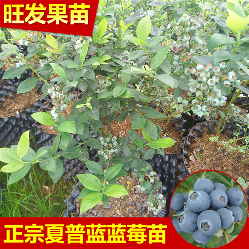 广西蓝莓苗