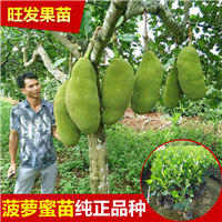惠州菠萝蜜苗 
