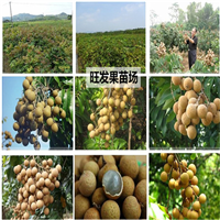 中山储良龙眼苗 
