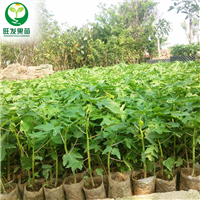 惠州红妃木瓜苗