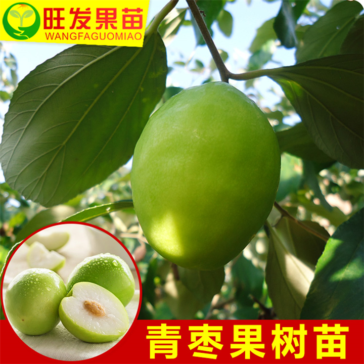 广西台湾青枣苗 