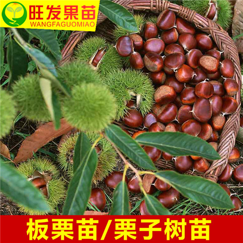 广东板粟苗基地
