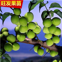 惠州酸梅苗批发