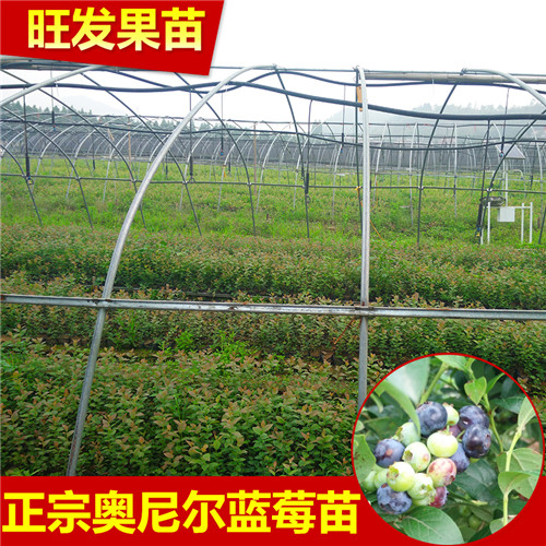 广东蓝莓苗