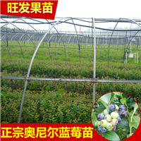 广东蓝莓苗