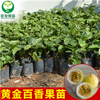 惠州黄金百香果苗基地 