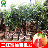 深圳三红蜜柚苗 