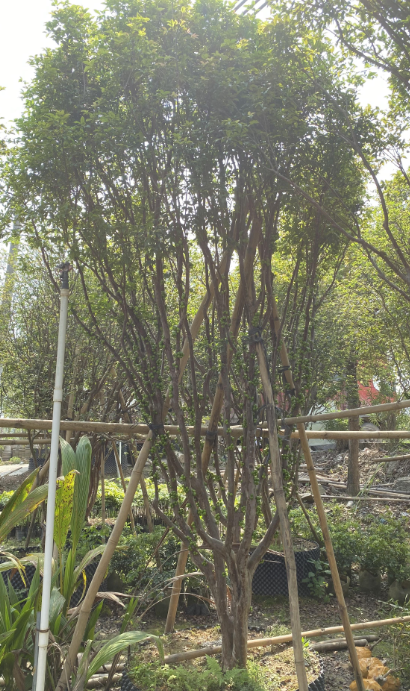 湛江树葡萄苗