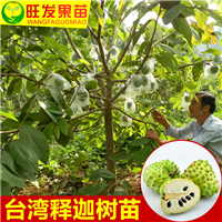 深圳番鬼荔枝苗 