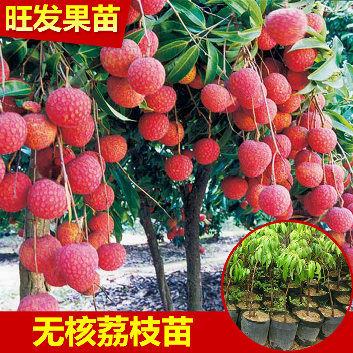 东莞无核荔枝苗 