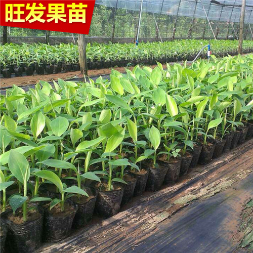 广西粉蕉苗基地