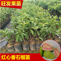 广东西瓜芭乐番石榴苗 