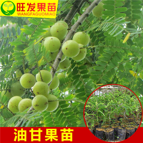 广东余甘苗价格