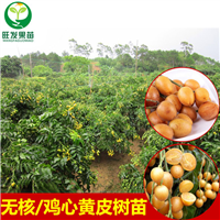 广西鸡心黄皮苗