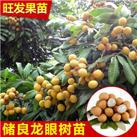 广东储良龙眼苗 