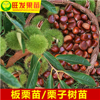 广东板粟苗基地
