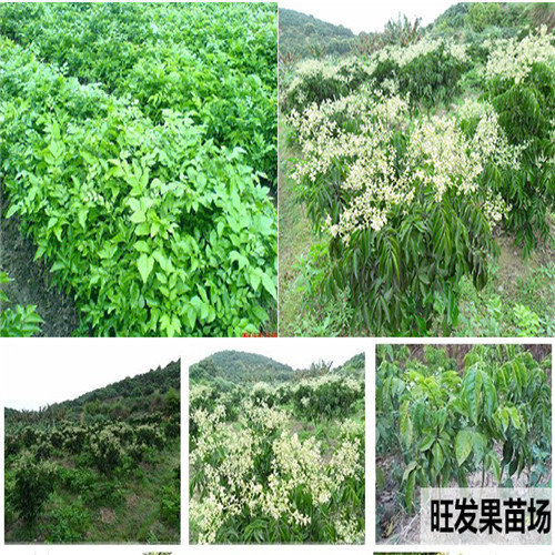 广西无核黄皮苗批发