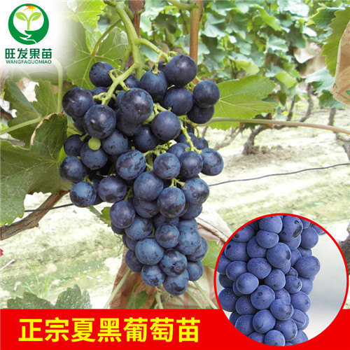 广东夏黑葡萄苗批发