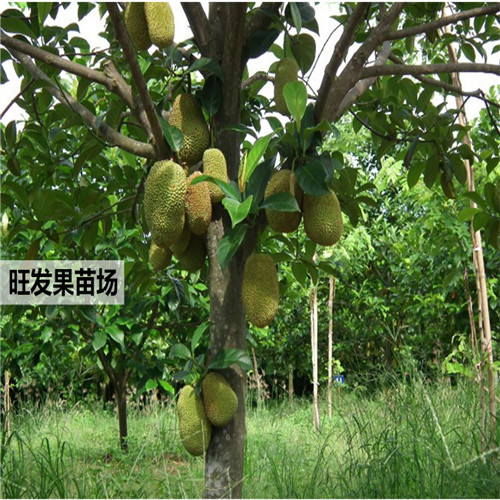 广西榴莲菠萝蜜苗