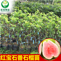 深圳西瓜番石榴苗 