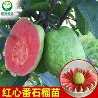 广西西瓜芭乐苗 