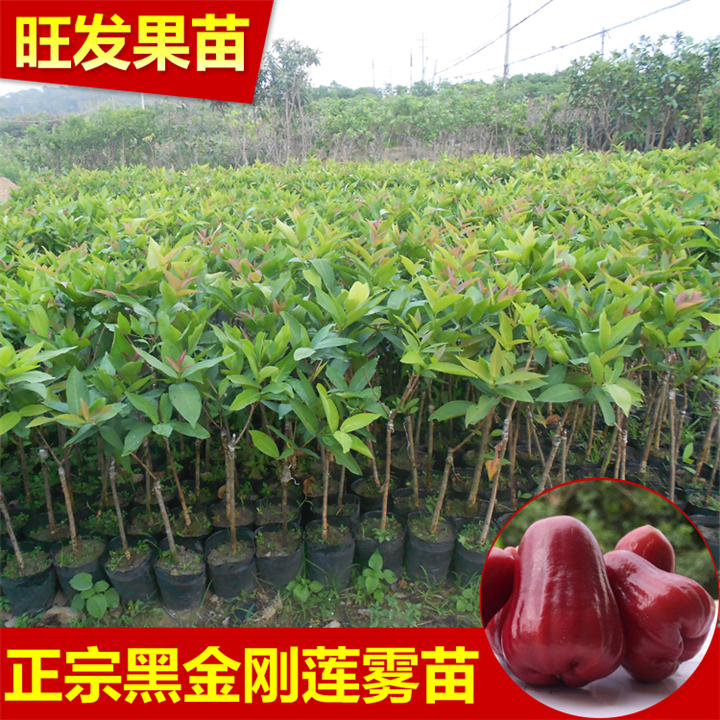 广西黑金刚莲雾苗 