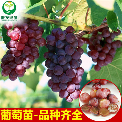 广东巨锋葡萄苗