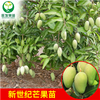 惠州四季芒果苗