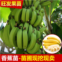 广东香蕉苗价格