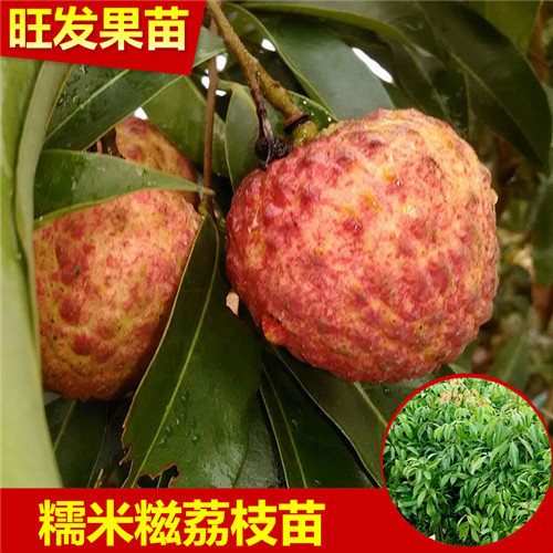 广东糯米糍荔枝苗