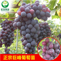 深圳巨锋葡萄苗