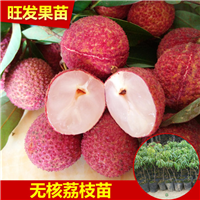 云南无核荔枝苗