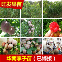 广东南华李苗