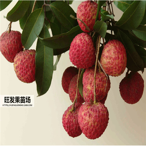 惠州桂味荔枝苗