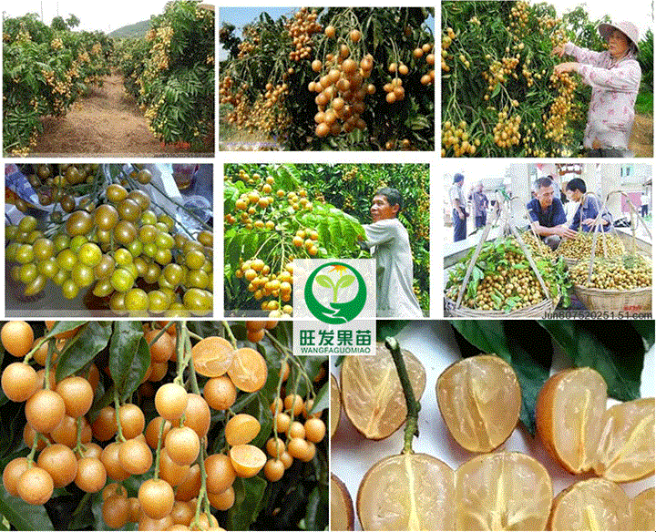 深圳黄皮果苗 