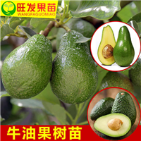 广东桂垦牛油果苗价格