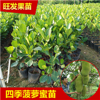 深圳菠萝蜜苗 