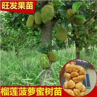广东榴莲菠萝蜜苗