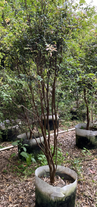 中山沙巴嘉宝果